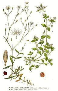 Chickweed (Stellaria media) | Hemlock Lily's Digital Herbarium flower throat diagram 